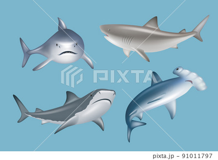 サメ 鮫 魚 怖いのイラスト素材