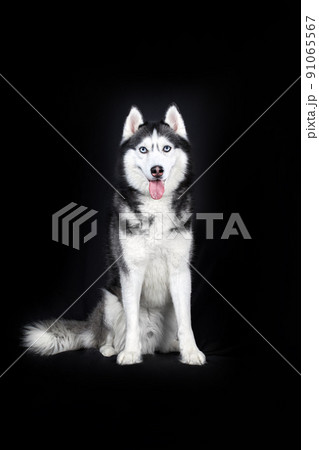 シベリアンハスキーの写真素材