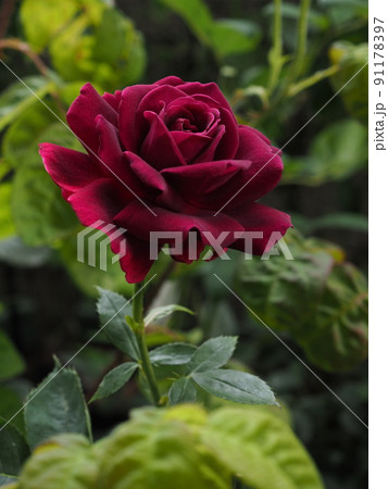 バラ 赤 花 赤黒の写真素材