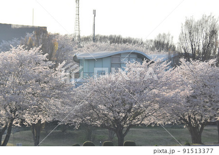 桜の幹 白い幹 美しい桜 ソメイヨシノの写真素材