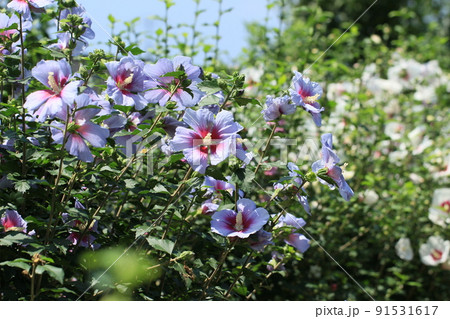 韓国国花 ムクゲの写真素材
