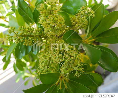 オクトパスツリーの写真素材