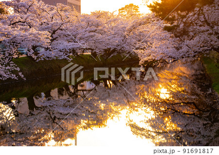 桜の木 夕日 桜 夕方の写真素材 - PIXTA