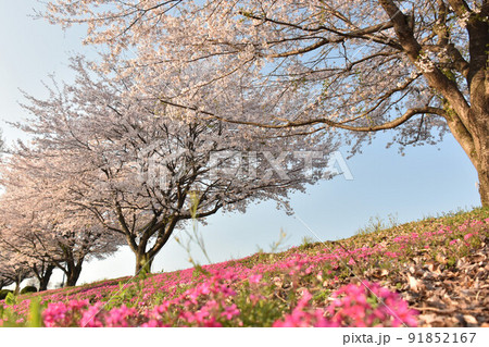 桜の幹 白い幹 美しい桜 ソメイヨシノの写真素材