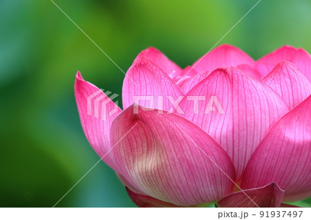 蓮華八葉 蓮華の写真素材