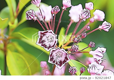 カルミア 花のイラスト素材