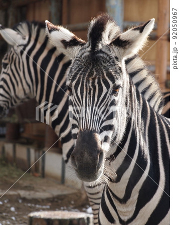 しまうま アップ 顔 正面の写真素材
