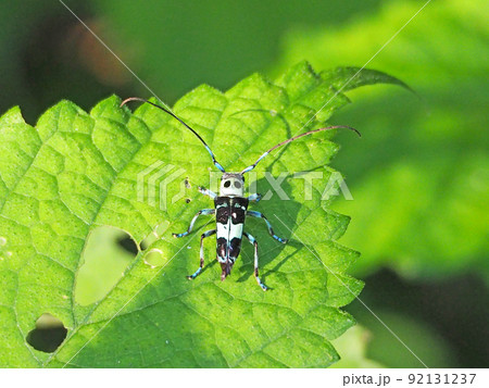 パンダカミキリ 可愛いの写真素材