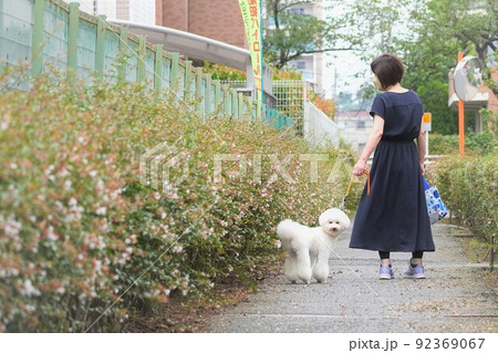 女性 後ろ姿 散歩 犬の散歩の写真素材