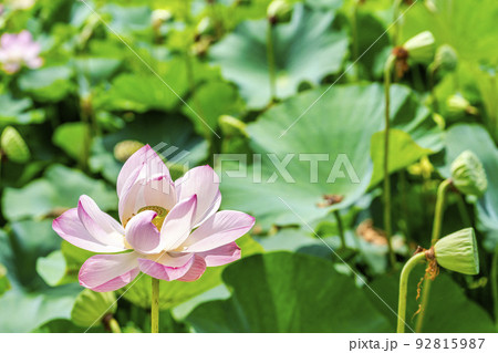 大輪の花の写真素材