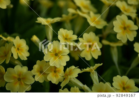 プリメラ 植物の写真素材