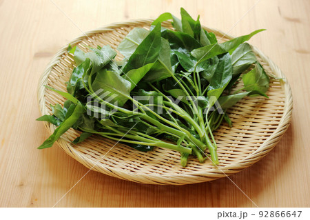 あさがお菜の写真素材