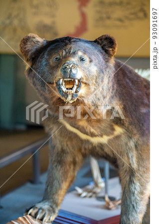 熊 剥製 動物 猛獣の写真素材 - PIXTA