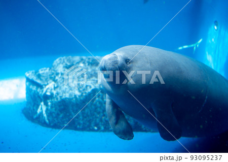 ジュゴン 鳥羽水族館 水族館 水槽の写真素材