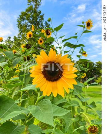 真夏のひまわりのある風景イメージ
