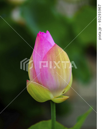 蓮 蕾の写真素材 - PIXTA