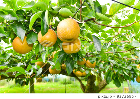 梨果樹園のイメージ