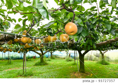 たわわに実った果樹園の梨
