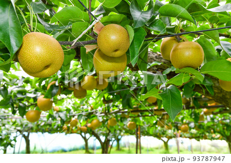 たわわに実った果樹園の梨