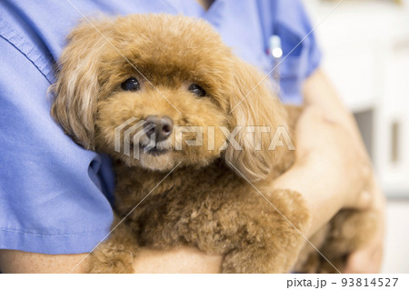 犬 女性 ペット 抱くの写真素材 - PIXTA 犬 女性 ペット 抱くの写真素材 - PIXTA