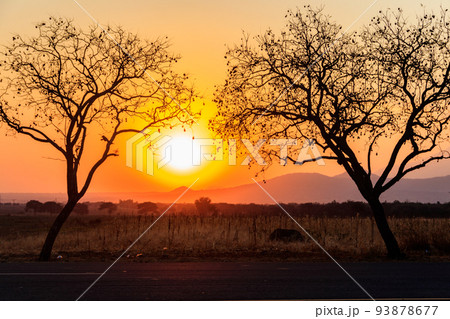 自然 サバンナ 夕日 風景の写真素材