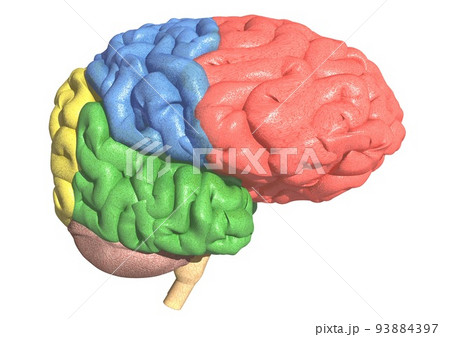小脳 大脳 脳 解剖図のイラスト素材
