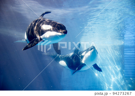 シャチ かわいい 名古屋港水族館の写真素材