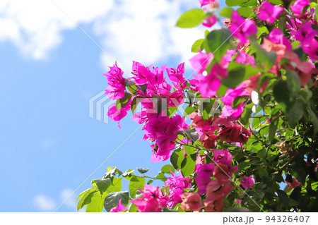 ✨✨✨ブーゲンビレア【凉盆栽◎美らさん】検/花物/筏葛 ブーゲンビレア (Bougainvillea spectabilis)