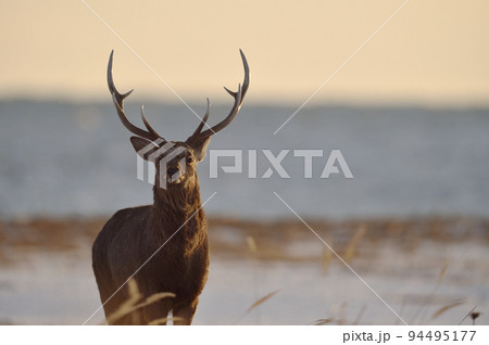 蝦夷鹿照片素材- PIXTA