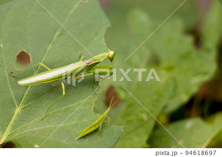 昆虫 虫 カマキリ 成虫の写真素材 - PIXTA