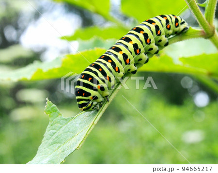 芋虫の写真素材