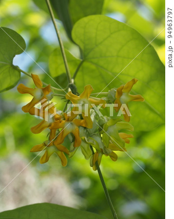 花 植物 イエライシャン 夜来香の写真素材