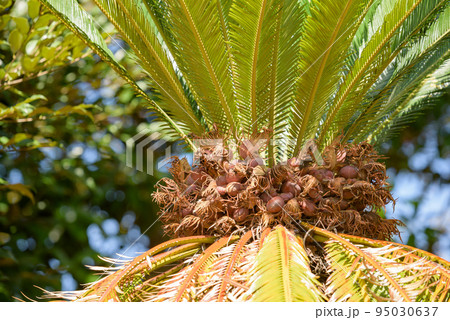 ソテツ 実 赤色 裸子植物の写真素材