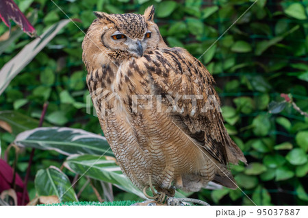 イケメン フクロウ 梟 ミミズクの写真素材 - PIXTA