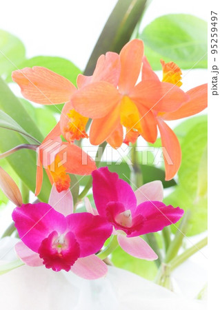 カトレア 花 植物 オレンジ色の写真素材 - PIXTA カトレア 花 植物 オレンジ色の写真素材 - PIXTA