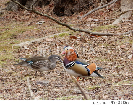 水鳥ツガイ