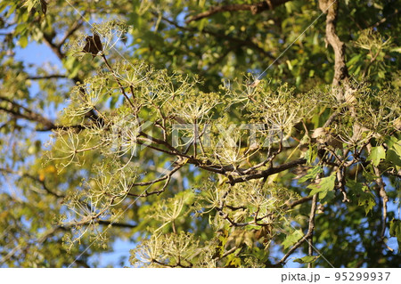 桐 大木 樹木 キリの写真素材 - PIXTA