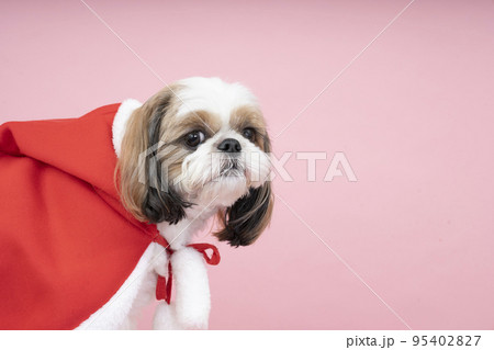 犬 わんこ シーズー 横顔の写真素材 - PIXTA