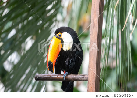 鳥 カラフル 南国 鳥類の写真素材