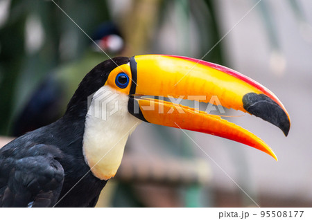 鳥 カラフル 南国 鳥類の写真素材