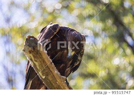 ケージ 檻 鳥 猛禽類の写真素材 - PIXTA