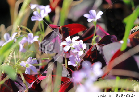 オキザリストライアングラリスの写真素材