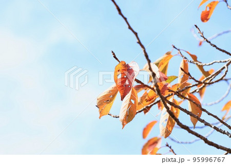 紅葉 秋 桜 枝の写真素材 - PIXTA