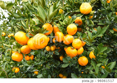 みかん畑のイメージ