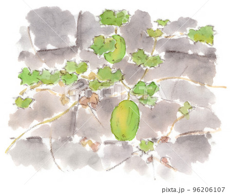 カラスウリ　水彩画　原画 カラスウリもう一枚 : 水彩画Misako花のパレット