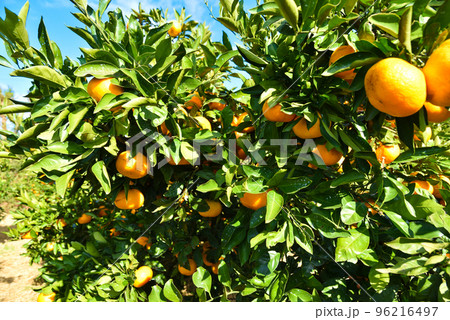 収穫時期のみかん畑のイメージ