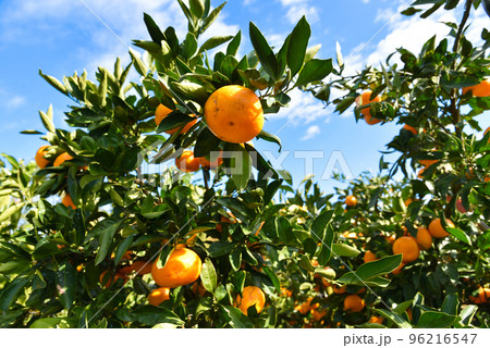 収穫時期のみかん畑のイメージ