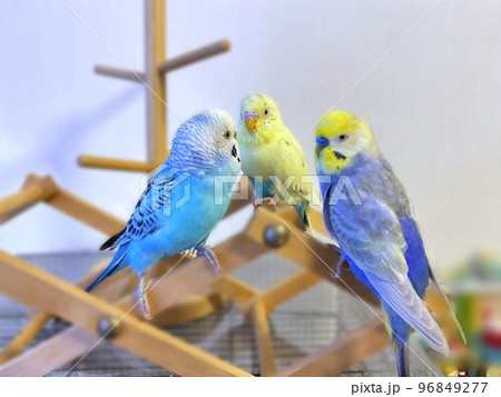 セキセイインコ カラフル 鳥 自然の写真素材 - PIXTA