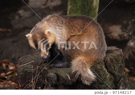 アナグマの写真素材 - PIXTA