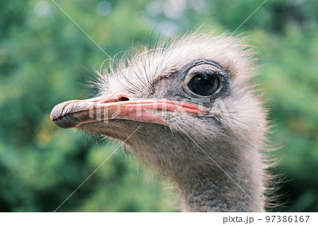 animal bird furry ostrich head Photos - PIXTA